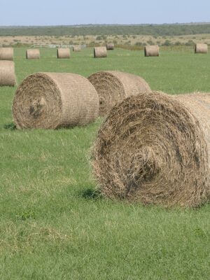 346638323_745911827172509_8211954064558316276_n-2 Bermuda hay