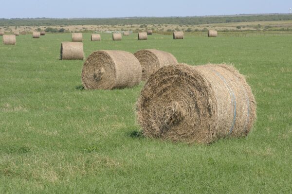 Bermuda hay