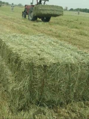 animal feed