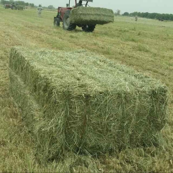 Rhodes Hay