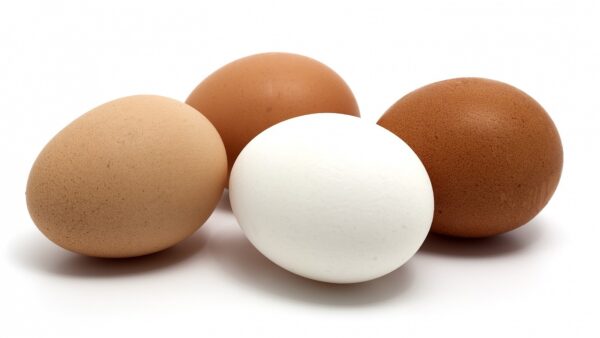 White & Brown Egg