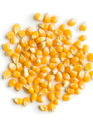 Yellow and White Corn