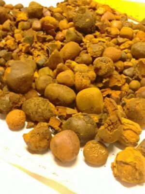 Ox Cow Gallstone