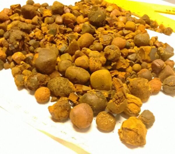Ox Cow Gallstone